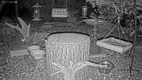 LIVE 24/7 Indiana Birds, Squirrels and Wildlife Feeder Cam