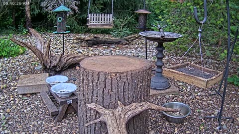LIVE 24/7 Indiana Birds, Squirrels and Wildlife Feeder Cam