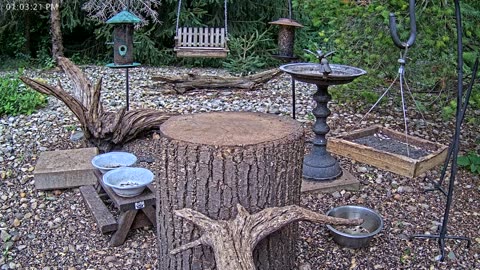 LIVE 24/7 Indiana Birds, Squirrels and Wildlife Feeder Cam