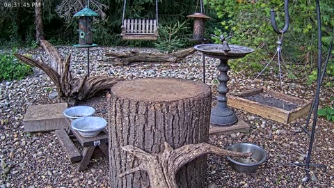 LIVE 24/7 Indiana Birds, Squirrels and Wildlife Feeder Cam