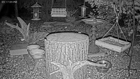LIVE 24/7 Indiana Birds, Squirrels and Wildlife Feeder Cam