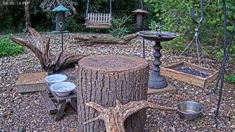 LIVE 24/7 Indiana Birds, Squirrels and Wildlife Feeder Cam
