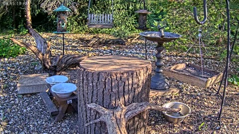 LIVE 24/7 Indiana Birds, Squirrels and Wildlife Feeder Cam