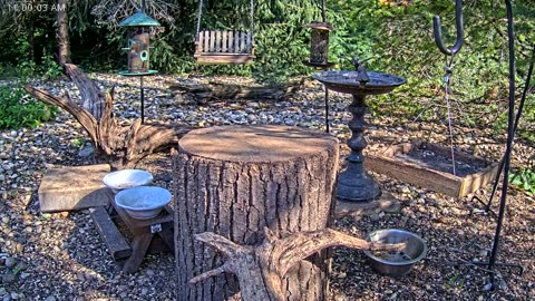 LIVE 24/7 Indiana Birds, Squirrels and Wildlife Feeder Cam