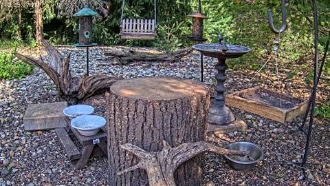 LIVE 24/7 Indiana Birds, Squirrels and Wildlife Feeder Cam