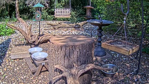 LIVE 24/7 Indiana Birds, Squirrels and Wildlife Feeder Cam