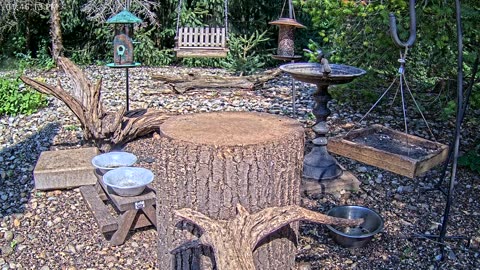 LIVE 24/7 Indiana Birds, Squirrels and Wildlife Feeder Cam