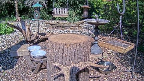 LIVE 24/7 Indiana Birds, Squirrels and Wildlife Feeder Cam