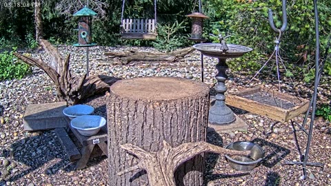 LIVE 24/7 Indiana Birds, Squirrels and Wildlife Feeder Cam