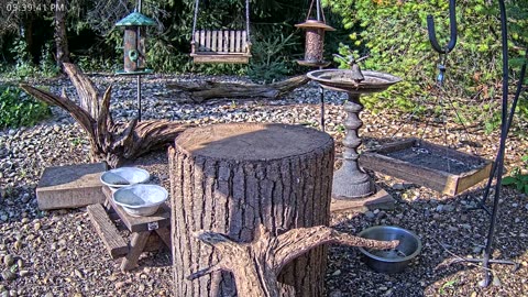 LIVE 24/7 Indiana Birds, Squirrels and Wildlife Feeder Cam