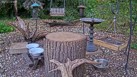 LIVE 24/7 Indiana Birds, Squirrels and Wildlife Feeder Cam