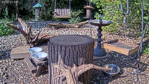 LIVE 24/7 Indiana Birds, Squirrels and Wildlife Feeder Cam
