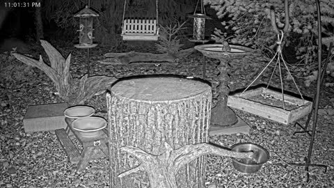 LIVE 24/7 Indiana Birds, Squirrels and Wildlife Feeder Cam