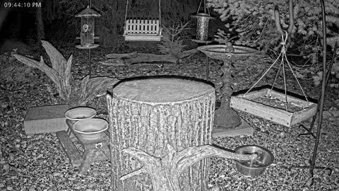 LIVE 24/7 Indiana Birds, Squirrels and Wildlife Feeder Cam