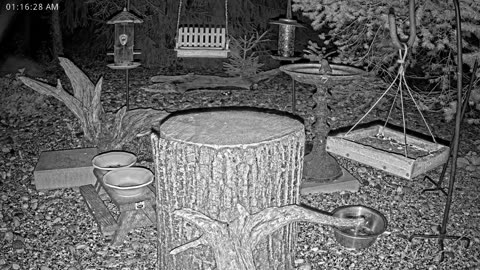 LIVE 24/7 Indiana Birds, Squirrels and Wildlife Feeder Cam