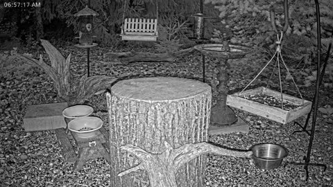 LIVE 24/7 Indiana Birds, Squirrels and Wildlife Feeder Cam