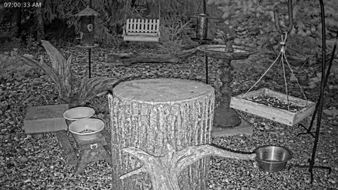 LIVE 24/7 Indiana Birds, Squirrels and Wildlife Feeder Cam