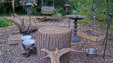 LIVE 24/7 Indiana Birds, Squirrels and Wildlife Feeder Cam