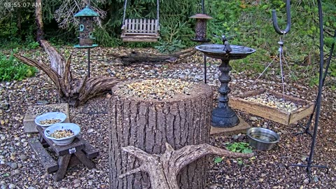 LIVE 24/7 Indiana Birds, Squirrels and Wildlife Feeder Cam