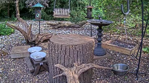 LIVE 24/7 Indiana Birds, Squirrels and Wildlife Feeder Cam