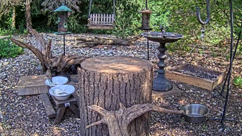 LIVE 24/7 Indiana Birds, Squirrels and Wildlife Feeder Cam