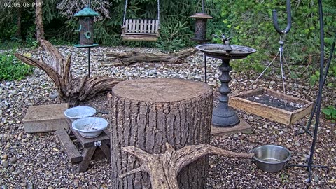 LIVE 24/7 Indiana Birds, Squirrels and Wildlife Feeder Cam