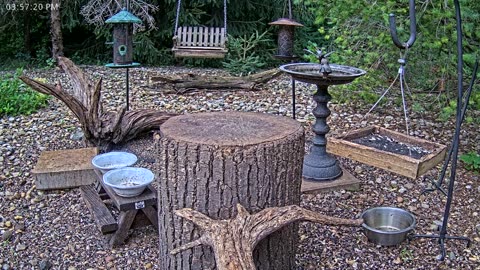 LIVE 24/7 Indiana Birds, Squirrels and Wildlife Feeder Cam