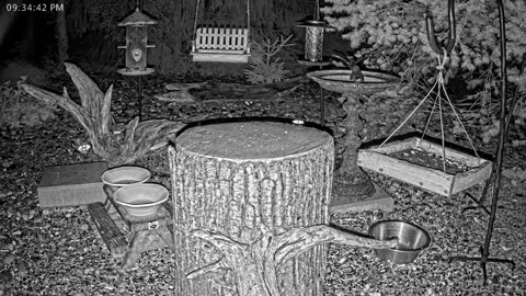 LIVE 24/7 Indiana Birds, Squirrels and Wildlife Feeder Cam