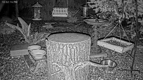 LIVE 24/7 Indiana Birds, Squirrels and Wildlife Feeder Cam