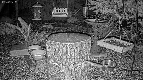 LIVE 24/7 Indiana Birds, Squirrels and Wildlife Feeder Cam
