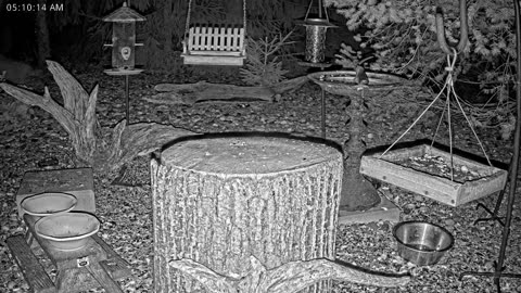 LIVE 24/7 Indiana Birds, Squirrels and Wildlife Feeder Cam