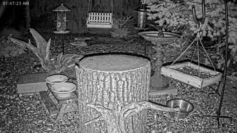 LIVE 24/7 Indiana Birds, Squirrels and Wildlife Feeder Cam