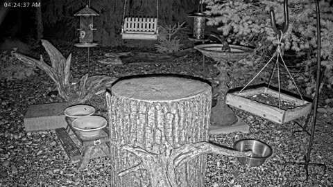 LIVE 24/7 Indiana Birds, Squirrels and Wildlife Feeder Cam