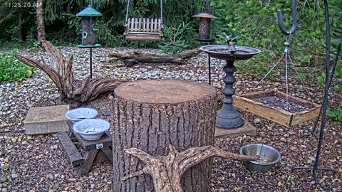 LIVE 24/7 Indiana Birds, Squirrels and Wildlife Feeder Cam