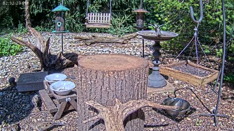 LIVE 24/7 Indiana Birds, Squirrels and Wildlife Feeder Cam