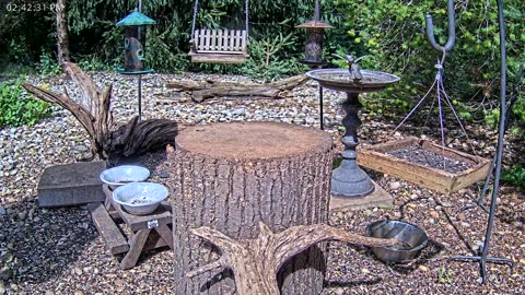 LIVE 24/7 Indiana Birds, Squirrels and Wildlife Feeder Cam