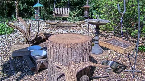 LIVE 24/7 Indiana Birds, Squirrels and Wildlife Feeder Cam