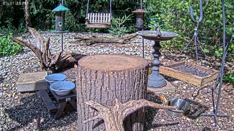 LIVE 24/7 Indiana Birds, Squirrels and Wildlife Feeder Cam