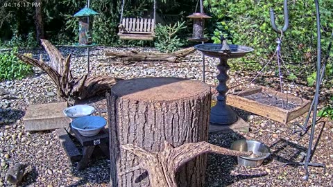 LIVE 24/7 Indiana Birds, Squirrels and Wildlife Feeder Cam