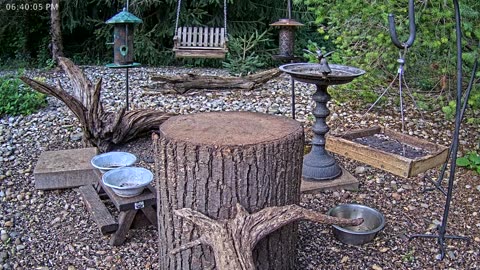 LIVE 24/7 Indiana Birds, Squirrels and Wildlife Feeder Cam