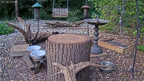 LIVE 24/7 Indiana Birds, Squirrels and Wildlife Feeder Cam
