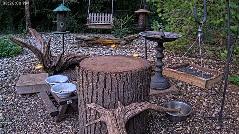 LIVE 24/7 Indiana Birds, Squirrels and Wildlife Feeder Cam