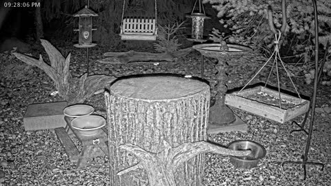 LIVE 24/7 Indiana Birds, Squirrels and Wildlife Feeder Cam