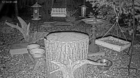 LIVE 24/7 Indiana Birds, Squirrels and Wildlife Feeder Cam
