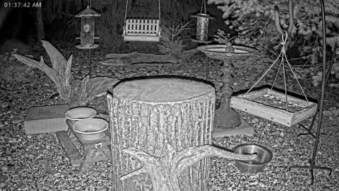 LIVE 24/7 Indiana Birds, Squirrels and Wildlife Feeder Cam