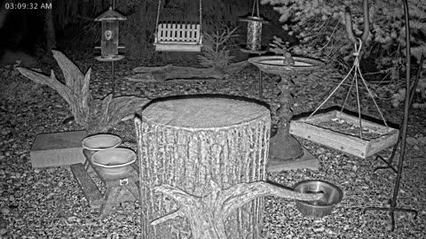 LIVE 24/7 Indiana Birds, Squirrels and Wildlife Feeder Cam