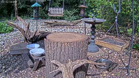 LIVE 24/7 Indiana Birds, Squirrels and Wildlife Feeder Cam