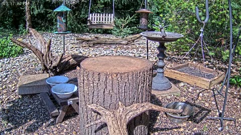LIVE 24/7 Indiana Birds, Squirrels and Wildlife Feeder Cam