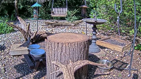 LIVE 24/7 Indiana Birds, Squirrels and Wildlife Feeder Cam