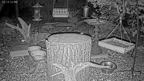 LIVE 24/7 Indiana Birds, Squirrels and Wildlife Feeder Cam
